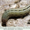 pseudochazara alpina borgustan larva 1